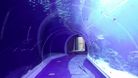 Eilat Shark Pool - The fish tunnel